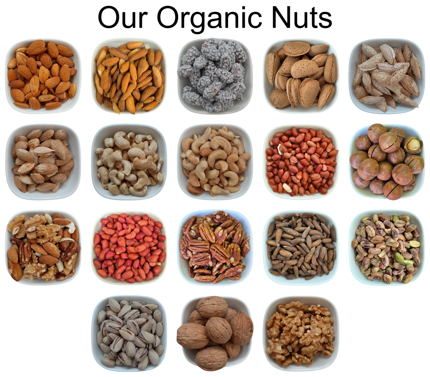 Giant Jumbo Sunflower Seeds – Natural Organic Premium-quality + Free sample!-2